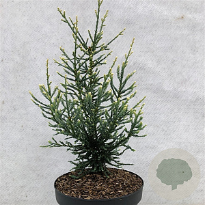 Sequoia sempervirens 'Lightning' 30-40 cm 3,0L