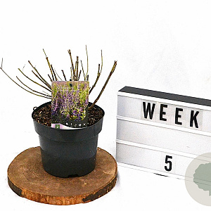 Perovskia atripl. 'Little Spire' 30-40 cm 3,0L