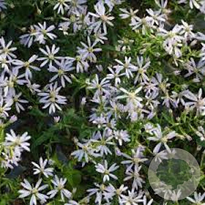 Aster ericoides 'Weisser Zwerg' GM P9