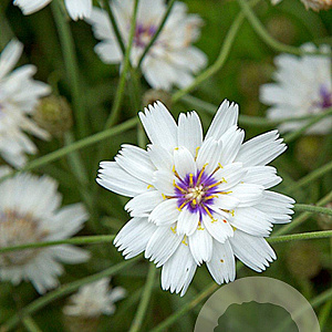 Catananche caerulea 'Alba' GM P9