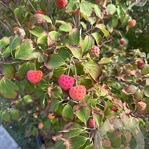 Cornus kousa chinensis 150-175 cm cont. 80L