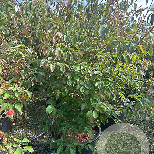 Cornus kousa chinensis 150-175 cm cont. 80L