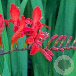 Crocosmia 'Lucifer' GM P9