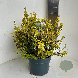 Euonymus fort. 'Emerald 'n' Gold' 40-45 cm 5,0L