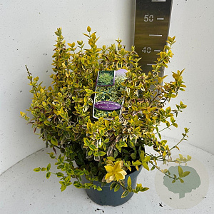 Euonymus fort. 'Emerald 'n' Gold' 40-45 cm 5,0L