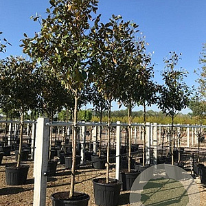 Magnolia grand. 'Galissonnière' 14-16 HO cont. 110L