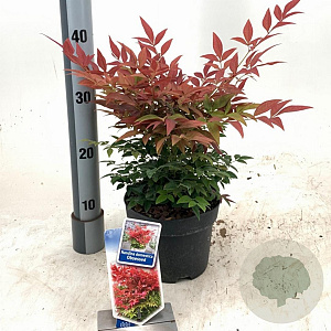 Nandina d. Obsessed 20-25 cm 2,0L