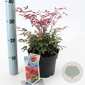 Nandina d. Obsessed 20-25 cm 2,0L