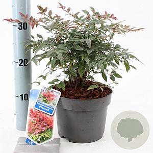 Nandina d. Obsessed 20-25 cm 2,0L