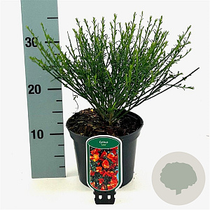 Cytisus 'Lena' 20-30 cm 2,0L