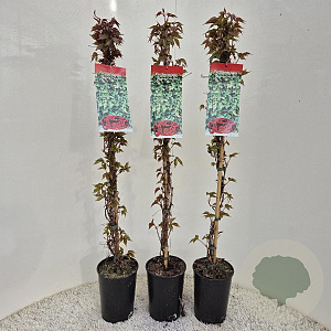 Parthenocissus tr. 'Veitchii' 70-75 cm 2,0L