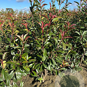 Photinia fraseri 'Red Robin' 125-150 cm met kluit