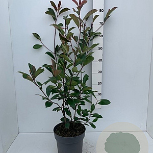 Photinia fraseri 'Red Robin' 80-100 cm 7,5L
