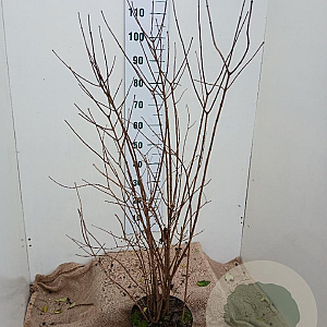 Philadelphus 'Virginal' 80-100 cm 7,5L