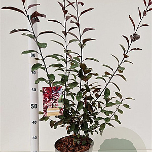 Prunus cistena 60-80 cm 7,5L