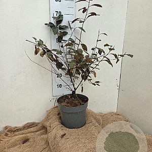 Prunus cistena 60-80 cm 7,5L