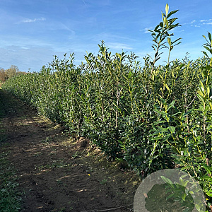 Prunus l. 'Caucasica' 175-200 cm met kluit