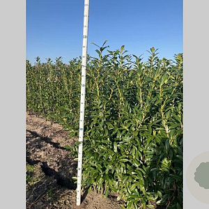 Prunus l. 'Caucasica' 175-200 cm met kluit