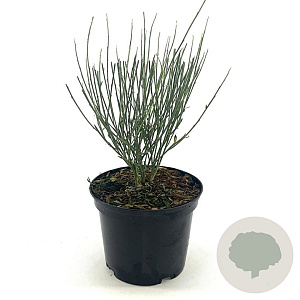 Cytisus praecox 'Albus' 30-40 cm 2,0L