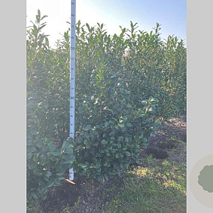 Prunus l. Etna 100-120 cm met kluit
