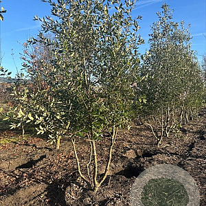 Quercus ilex 200-250 cm container meerstammig