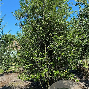 Quercus ilex 200-250 cm container meerstammig