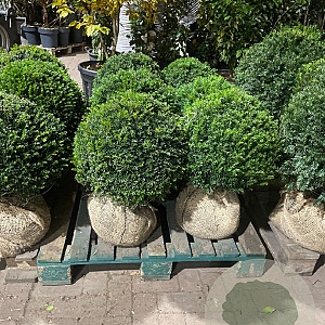 Taxus baccata 45-50 cm met kluit bol