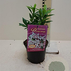 Daphne Perfume Princess 25-30 cm 2,0L