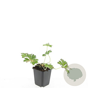 Geranium Rozanne GM P9