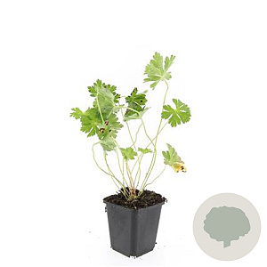 Geranium Rozanne GM P9