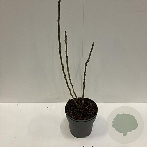Decaisnea fargesii 100-125 cm 12L