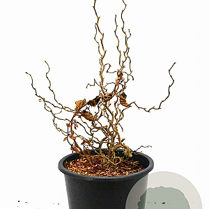 Corylus a. Medusa 60-100 cm 12L