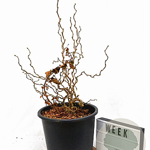 Corylus a. Medusa 60-100 cm 12L