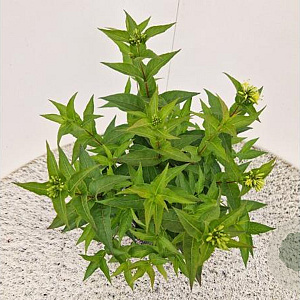 Diervilla sessilif. 'Butterfly' 40-45 cm 2,5L