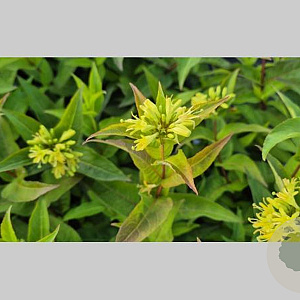 Diervilla sessilif. 'Butterfly' 40-45 cm 2,5L