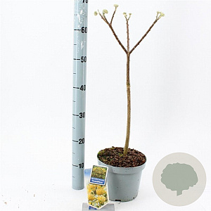 Edgeworthia chrys. 'Grandiflora' 40-50 cm 3,0L