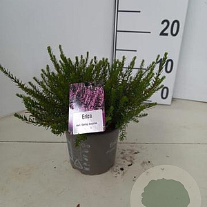 Erica darl. 'Spring Surprise' 10-12 cm P12