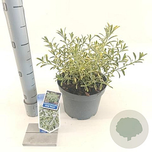 Eriostemon myoporoides Gold Touch 30-40 cm 3,0L