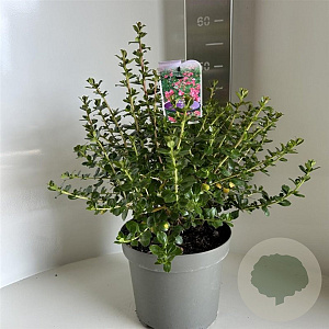 Escallonia 'Donard Radiance' 40-45 cm 5,0L