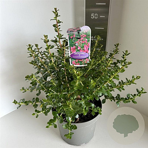 Escallonia 'Donard Radiance' 40-45 cm 5,0L