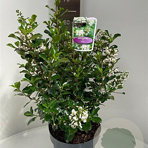 Escallonia 'Iveyi' 40-50 cm 5,0L