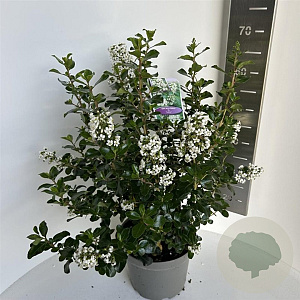 Escallonia 'Iveyi' 40-50 cm 5,0L