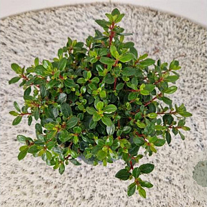 Escallonia 'Red Dream' 25-30 cm 2,5L