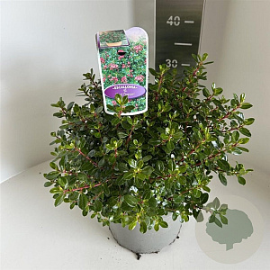Escallonia 'Red Dream' 30-35 cm 5,0L