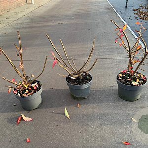 Euonymus alatus 30-40 cm 5,0L