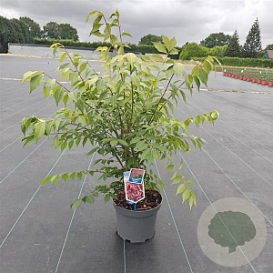 Euonymus alatus 30-40 cm 5,0L