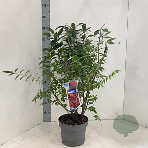 Euonymus alatus 30-40 cm 5,0L