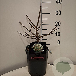 Euonymus alatus 30-40 cm 5,0L