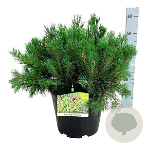 Pinus mugo pumilio 50-60 cm 15L