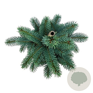 Picea pungens 'Iseli Fastigiate' 40-50 cm P26
